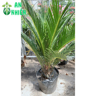Cây Vạn Tuế Cao 60cm