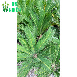 Cây Vạn Tuế Cao 60cm