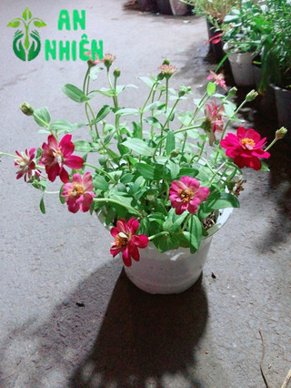 Chậu Cúc Duyên