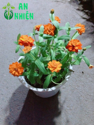 Chậu Cúc Duyên