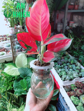 Chậu Cây Phú Quý Thuỷ Sinh