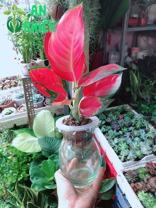 Chậu Cây Phú Quý Thuỷ Sinh