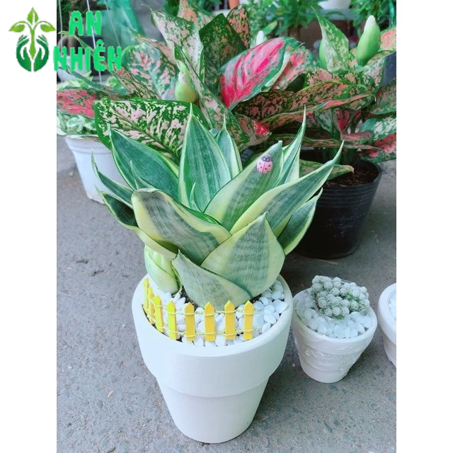 Chậu lưỡi hổ thái vàng búp sen