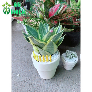 Chậu lưỡi hổ thái vàng búp sen