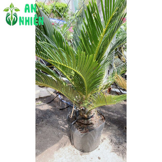 Cây Vạn Tuế Cao 60cm