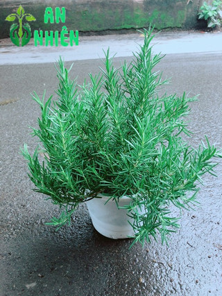 Chậu Hương Thảo Size Đại