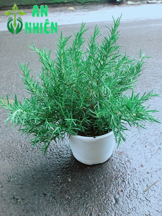 Chậu Hương Thảo Size Đại