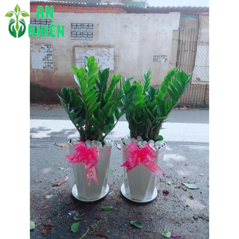Chậu Cây Kim Phát Tài 70-80cm(1 chậu,chậu nhựa)