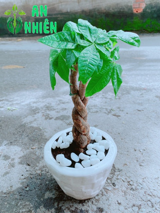 Chậu Kim Ngân 3 Thân Thắt Bính
