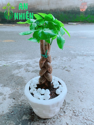 Chậu Kim Ngân 3 Thân Thắt Bính