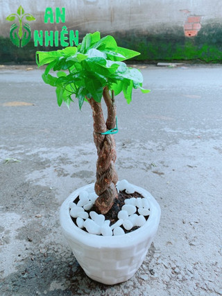 Chậu Kim Ngân 3 Thân Thắt Bính