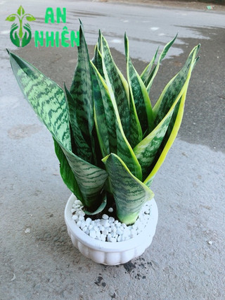 Chậu Lưỡi Hổ