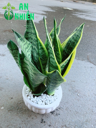 Chậu Lưỡi Hổ