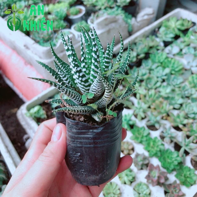 Cây Móng Rồng sọc trắng