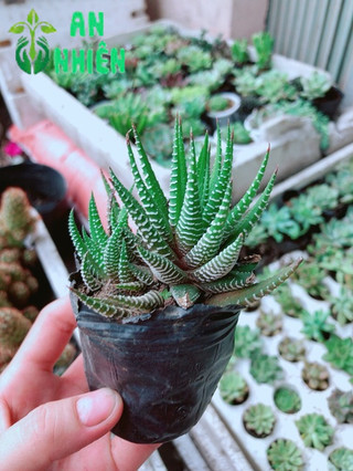 Cây Móng Rồng sọc trắng