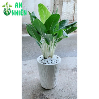 Chậu Cây Bạch Mã Hoàng Tử 70cm
