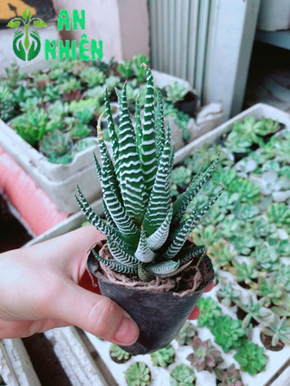 Cây Móng Rồng sọc trắng