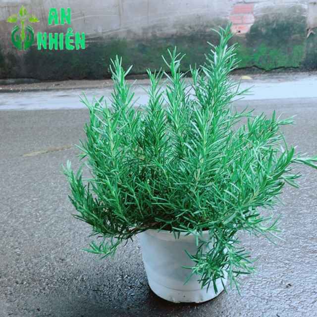 Chậu Hương Thảo Size Đại