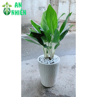 Chậu Cây Bạch Mã Hoàng Tử 70cm