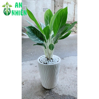 Chậu Cây Bạch Mã Hoàng Tử 70cm