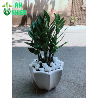 Chậu Cây Kim Tiền 35cm (Kim Phát Tài)