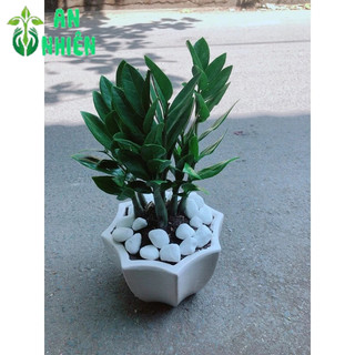 Chậu Cây Kim Tiền 35cm (Kim Phát Tài)