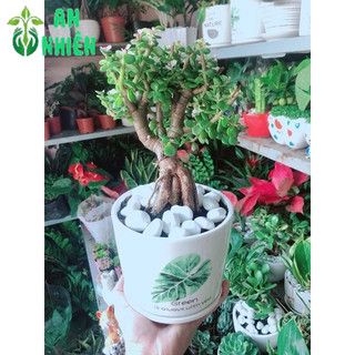 Chậu Cây Đô La Thân Cổ Thụ