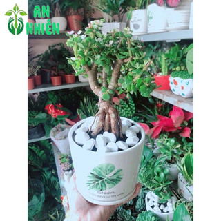 Chậu Cây Đô La Thân Cổ Thụ