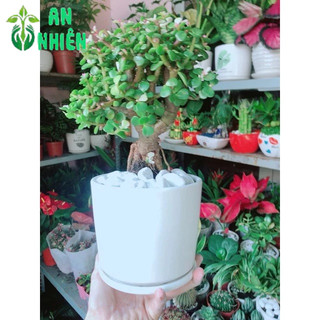 Chậu Cây Đô La Thân Cổ Thụ