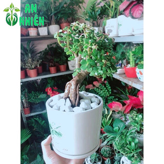 Chậu Cây Đô La Thân Cổ Thụ