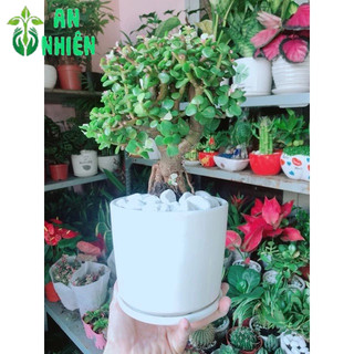 Chậu Cây Đô La Thân Cổ Thụ