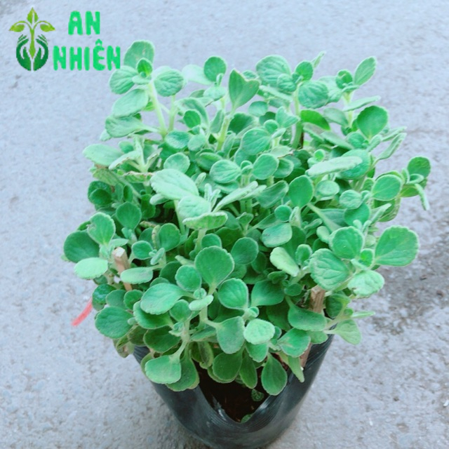Nhất Mạc Hương (sen thơm) kèm chậu sứ