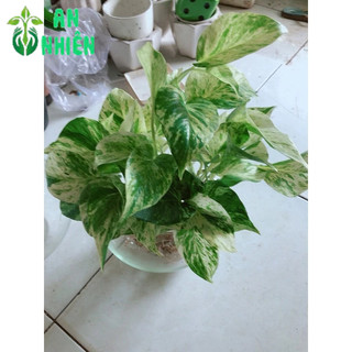 Chậu Cây Trầu Bà Sữa Thuỷ Sinh