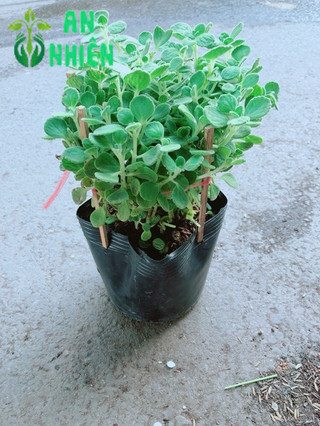 Nhất Mạc Hương (sen thơm) kèm chậu sứ