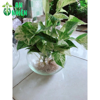 Chậu Cây Trầu Bà Sữa Thuỷ Sinh