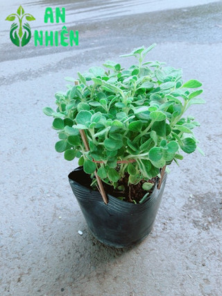Nhất Mạc Hương (sen thơm) kèm chậu sứ