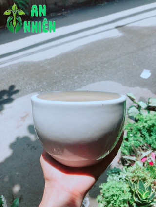 Nhất Mạc Hương (sen thơm) kèm chậu sứ