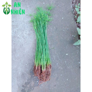 Thủy Trúc Thái Trồng Thủy Sinh
