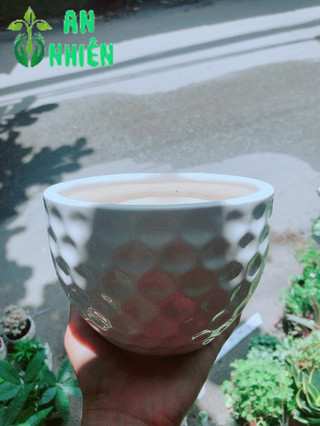 Nhất Mạc Hương (sen thơm) kèm chậu sứ