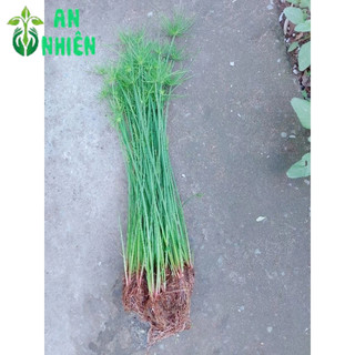 Thủy Trúc Thái Trồng Thủy Sinh
