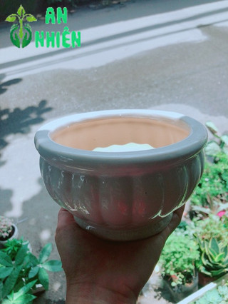 Nhất Mạc Hương (sen thơm) kèm chậu sứ