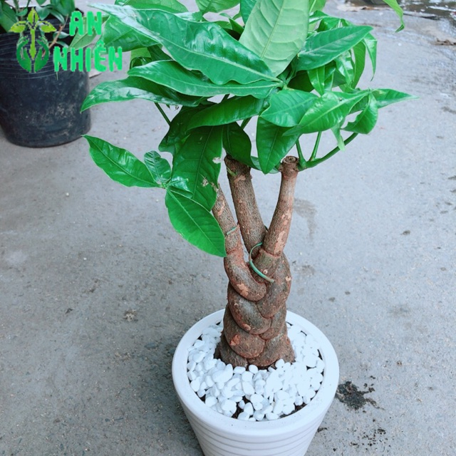 Chậu Kim Ngân 3 Thân Thắt Bính