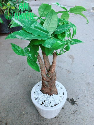 Chậu Kim Ngân 3 Thân Thắt Bính