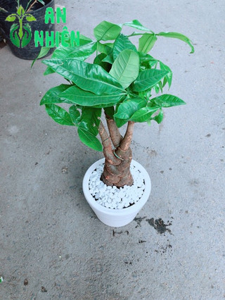 Chậu Kim Ngân 3 Thân Thắt Bính