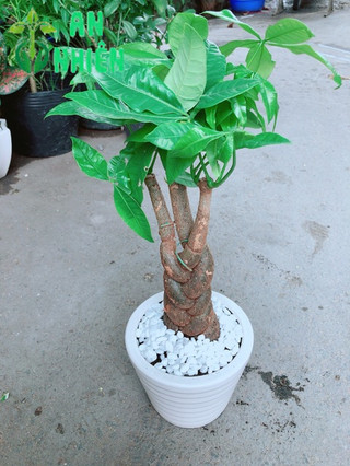 Chậu Kim Ngân 3 Thân Thắt Bính