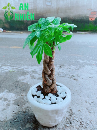 Chậu Kim Ngân 3 Thân Thắt Bính