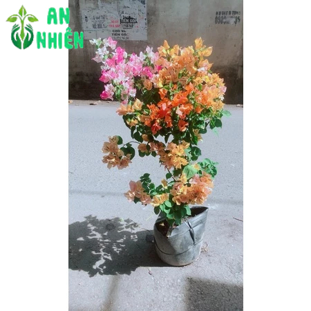 Cây Hoa Giấy Hàng Đẹp