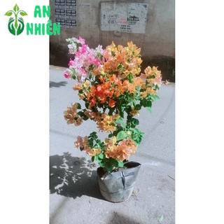 Cây Hoa Giấy Hàng Đẹp