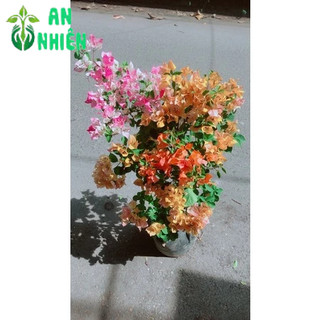 Cây Hoa Giấy Hàng Đẹp