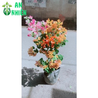 Cây Hoa Giấy Hàng Đẹp